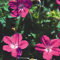 GERANIUM PALUSTRE seed image