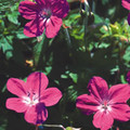 GERANIUM PALUSTRE seed image