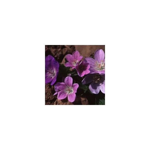 GERANIUM SYLVATICUM 'PASTEL CLOUDS' seed image