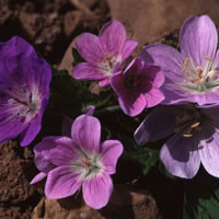 GERANIUM SYLVATICUM 'PASTEL CLOUDS' seed image