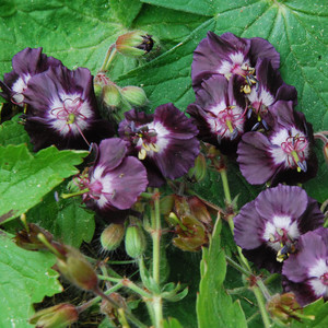 GERANIUM PHAEUM seed image