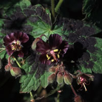 GERANIUM PHAEUM 'SAMOBOR' seed image