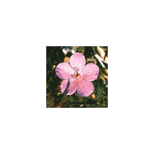 GERANIUM PRATENSE 'PINK GHOST' seed image