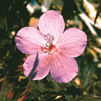 GERANIUM PRATENSE 'PINK GHOST' seed image