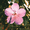 GERANIUM PRATENSE 'PINK GHOST' seed image