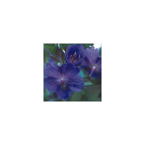 GERANIUM PLATYANTHUM seed image