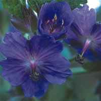 GERANIUM PLATYANTHUM seed image