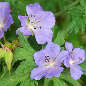 GERANIUM PRATENSE seed image
