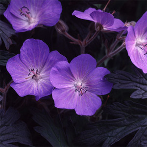 GERANIUM PRATENSE 'PURPLE-HAZE' seed image