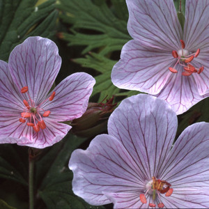 GERANIUM PRATENSE 'ROSE QUEEN' seed image