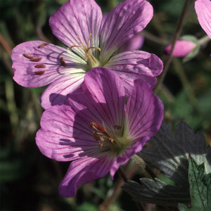 GERANIUM PULCHRUM seed image