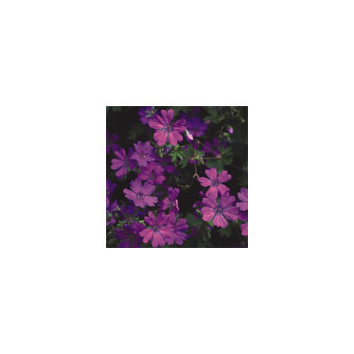 GERANIUM PYRENAICUM 'SUMMER SKY' seed image