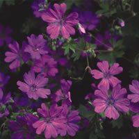 GERANIUM PYRENAICUM 'SUMMER SKY' seed image