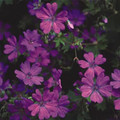 GERANIUM PYRENAICUM 'SUMMER SKY' seed image