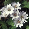 GERANIUM PYRENAICUM 'SUMMER SNOW' seed image
