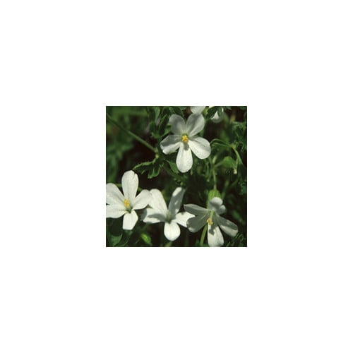 GERANIUM ROBERTIANUM 'CELTIC WHITE' seed image