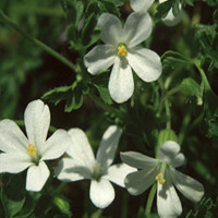 GERANIUM ROBERTIANUM 'CELTIC WHITE' seed image