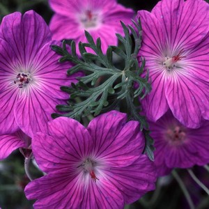 GERANIUM ROBUSTUM 'SILVER CLOAK' seed image