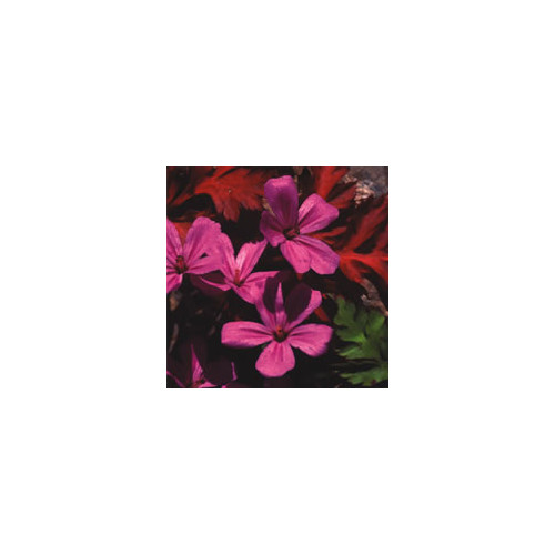 GERANIUM RUBESCENS seed image
