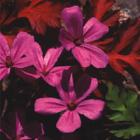 GERANIUM RUBESCENS seed image