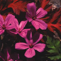 GERANIUM RUBESCENS seed image