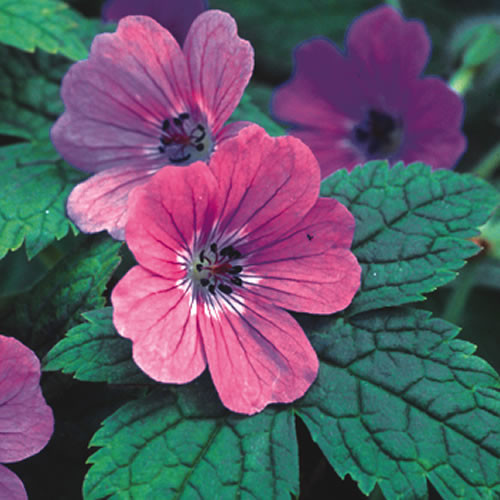 Geranium rubifolium