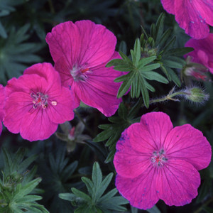 GERANIUM SANGUINEUM seed image