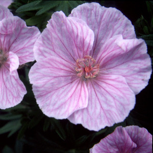 GERANIUM SANGUINEUM LANCASTRIENSE/STRIATUM seed image