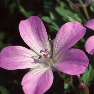 GERANIUM SHIKOKIANUM seed image