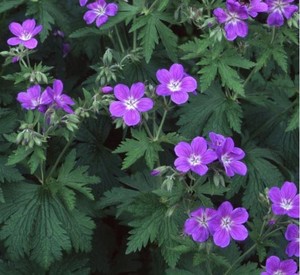GERANIUM SYLVATICUM 'MAYFLOWER' seed image