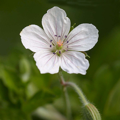 GERANIUM THUNBERGII seed image