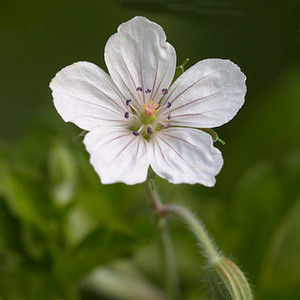 GERANIUM THUNBERGII seed image