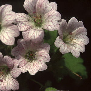 GERANIUM VERSICOLOR seed image