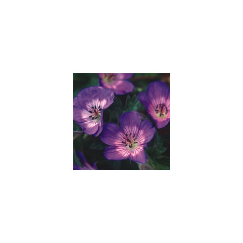 GERANIUM WALLICHIANUM 'BUXTON'S BLUE' seed image