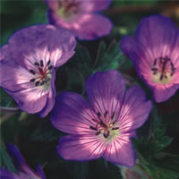 GERANIUM WALLICHIANUM 'BUXTON'S BLUE' seed image