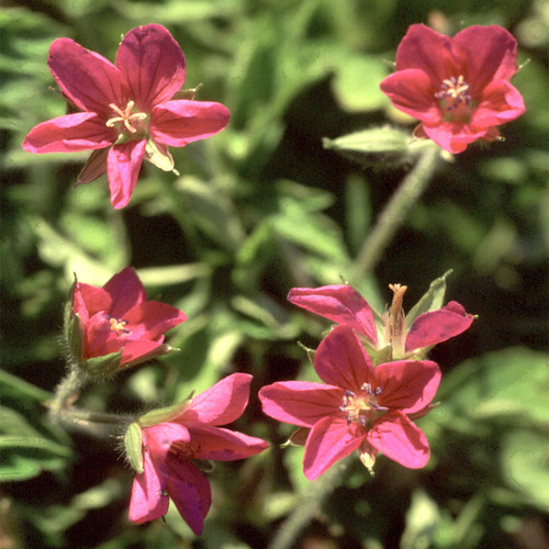 GERANIUM YOSHINOI seed image