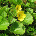 GEUM CALTHIFOLIUM seed image