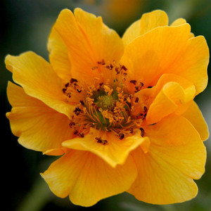 GEUM LADY STRATHEDEN seed image