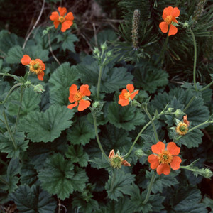 GEUM MAGELLANICUM seed image