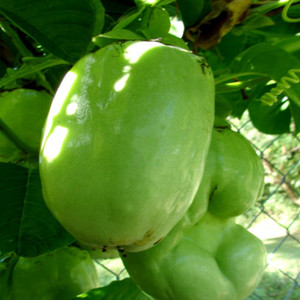 GIANT GRANADILLA seed image