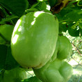 GIANT GRANADILLA seed image