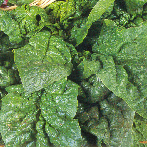 SPINACH GIANT WINTER seed image