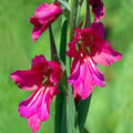 GLADIOLUS COMMUNIS BYZANTINUS seed image