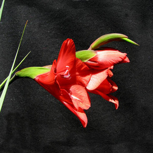 GLADIOLUS FLANAGANII seed image