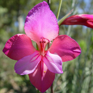 GLADIOLUS ILLYRICUS seed image