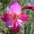 GLADIOLUS ILLYRICUS seed image