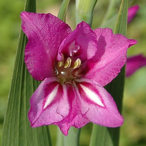 GLADIOLUS IMBRICATUS seed image