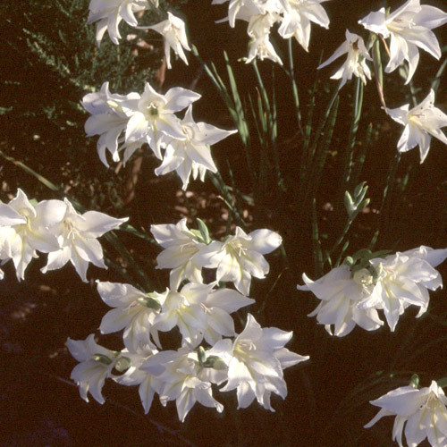 GLADIOLUS TRISTIS seed image
