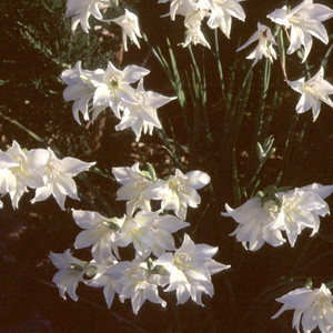 GLADIOLUS TRISTIS seed image