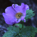 GLAUCIDIUM PALMATUM seed image